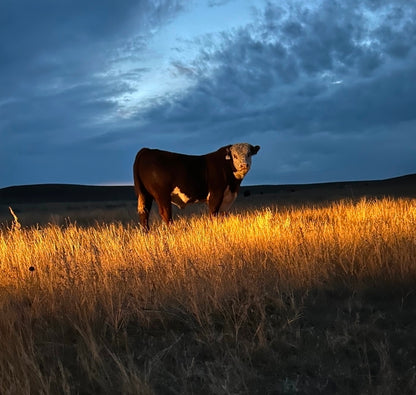 Hereford Bull